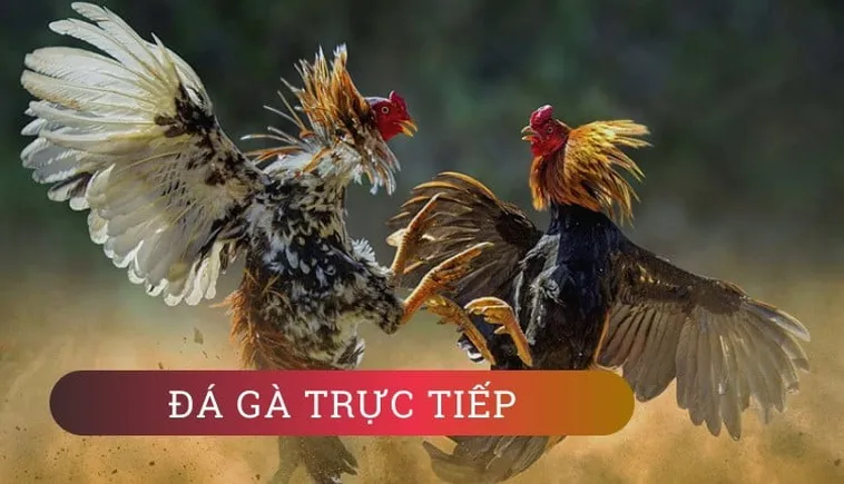 Cách Chơi Đá Gà GA28 Tại M88 Với Bí Quyết Hiệu Quả 2 Cách Chơi Đá Gà GA28 Tại M88 Với Bí Quyết Hiệu QuảMeta description: Hướng dẫn chi tiết cách chơi Đá Gà GA28 tại M88, từ quy tắc cơ bản, cách đặt cược, phân tích trận đấu cho đến mẹo tối ưu tỷ lệ thắng.