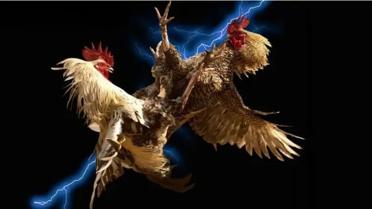 Đá Gà M88 Trực Tuyến An Toàn Minh Bạch Và Thắng Lớn