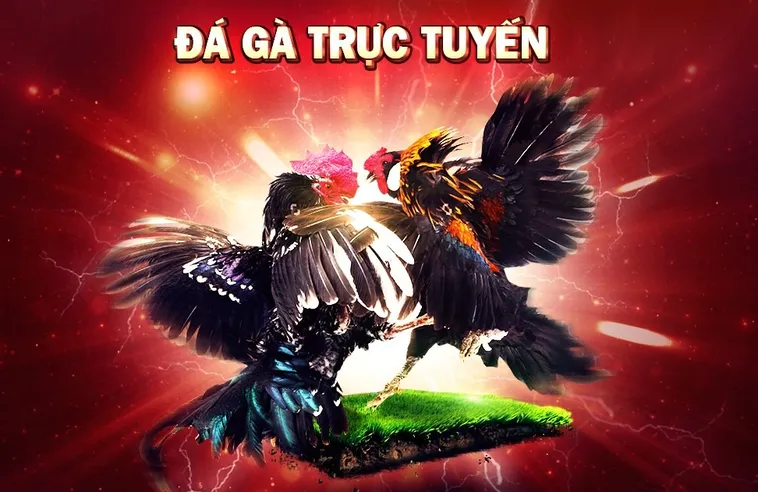 Đá Gà M88 Trực Tuyến An Toàn Minh Bạch Và Thắng Lớn
